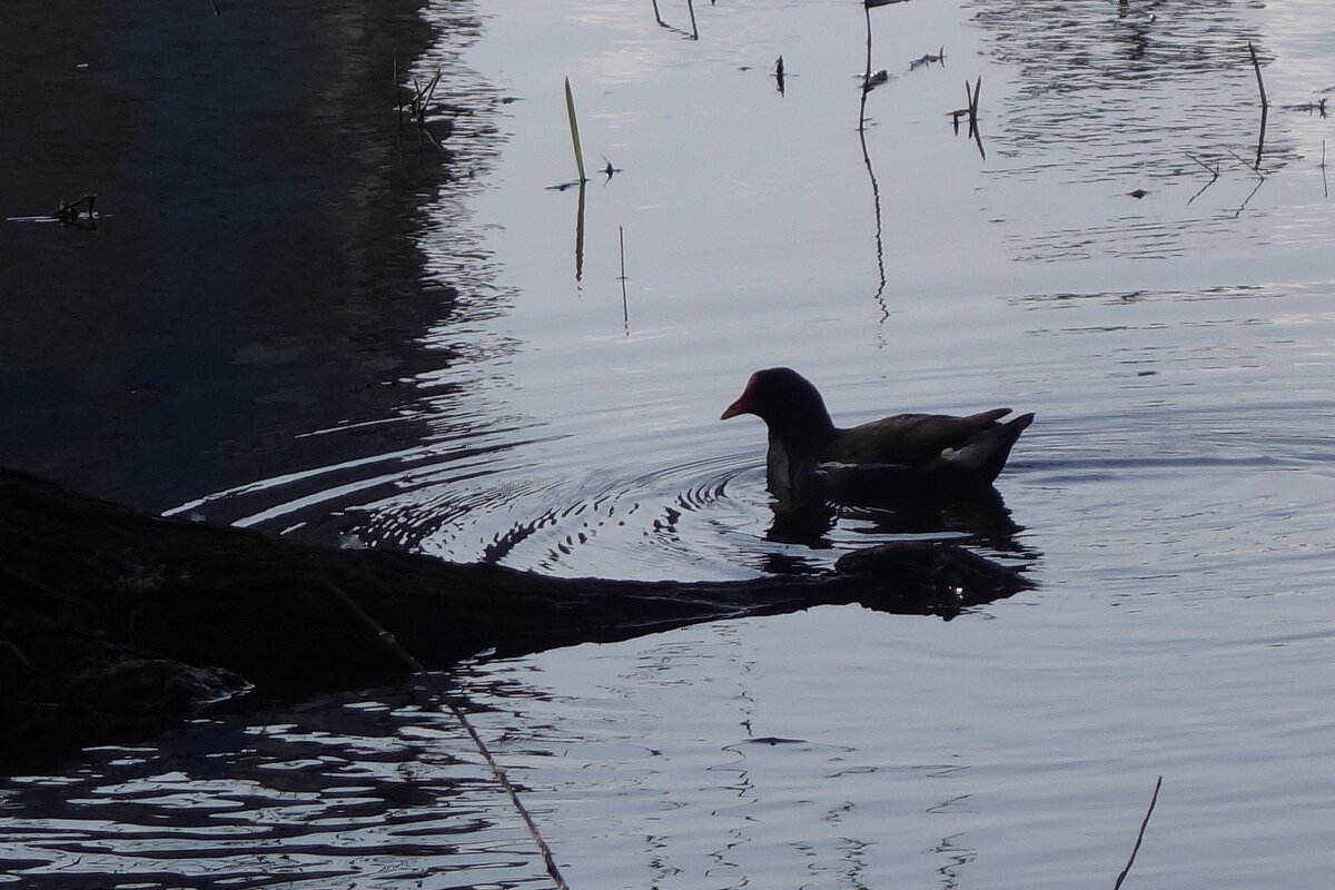 Камышница - Рита Симонова