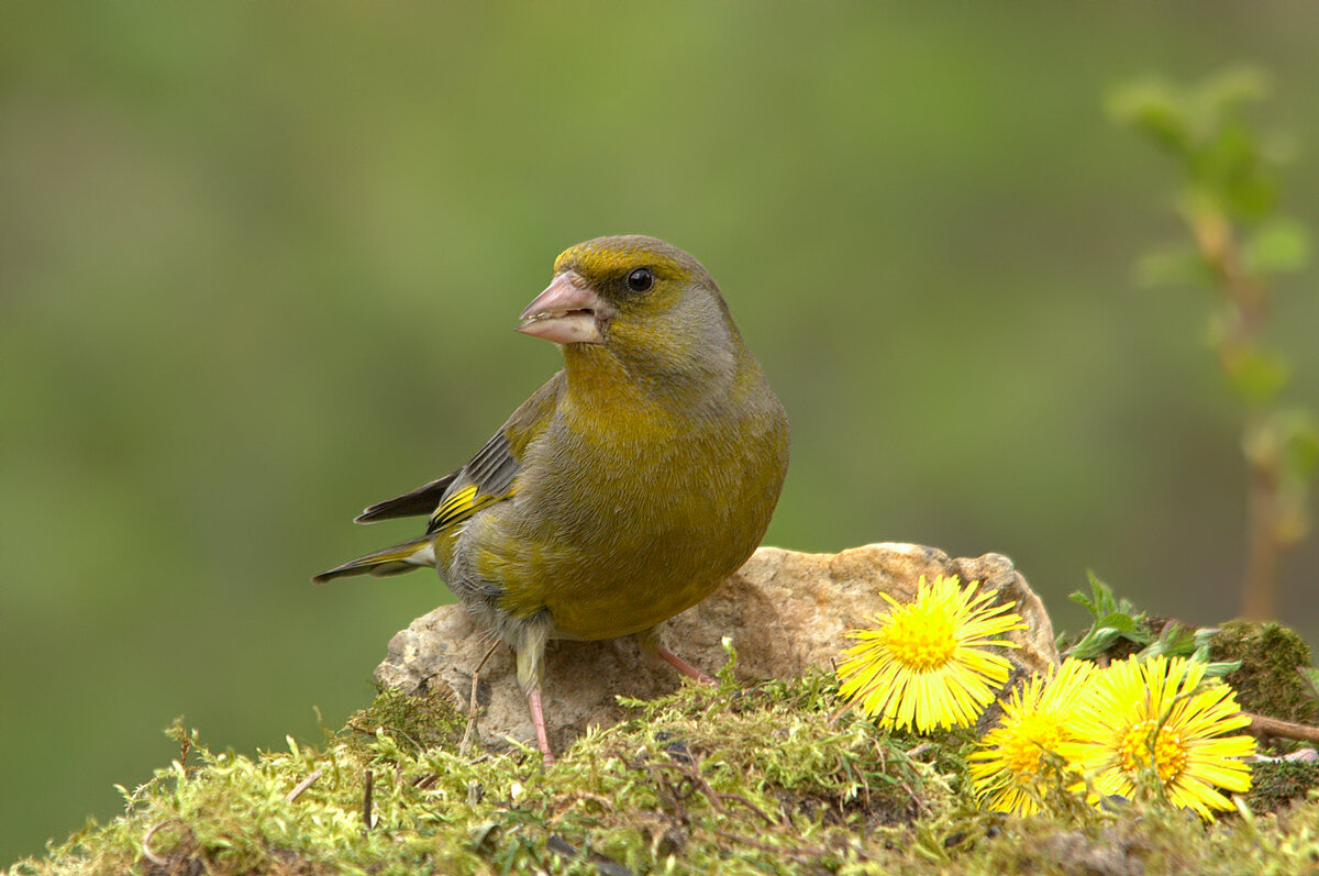 ... - Вячеслав Минаев