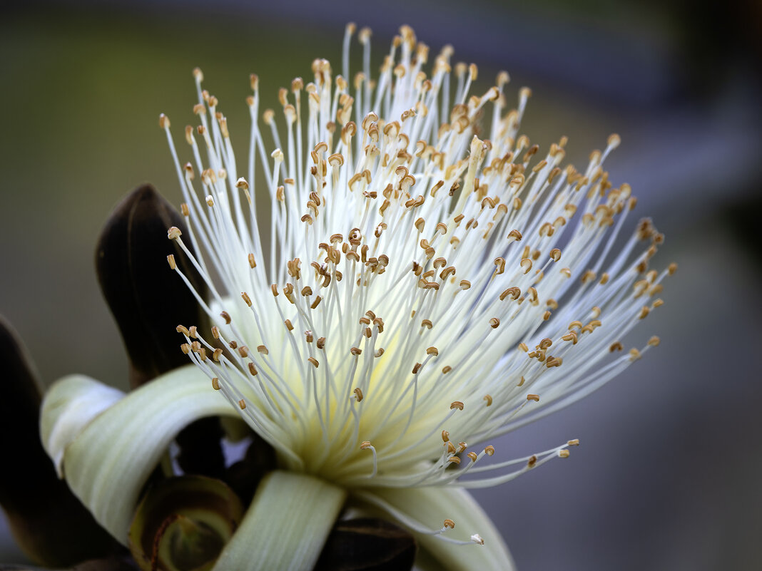 Ложнобомбакс эллиптический. - Alexander Amromin