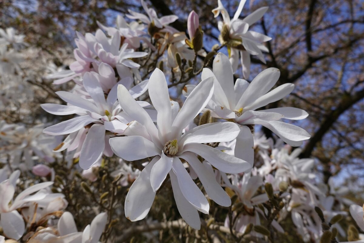 .....цветет Весна на лепестках магнолии... - Галина 
