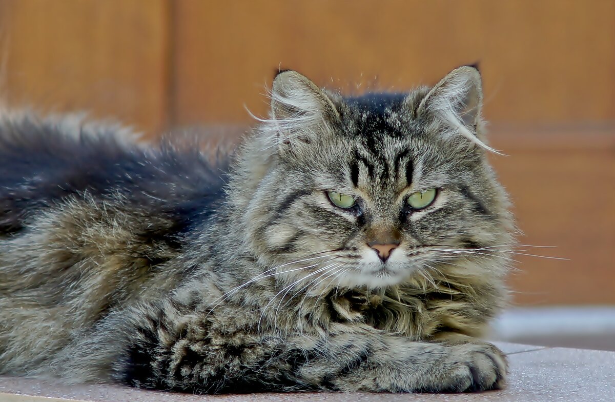 ...Твои зелёные глаза... - Олег Кабанец