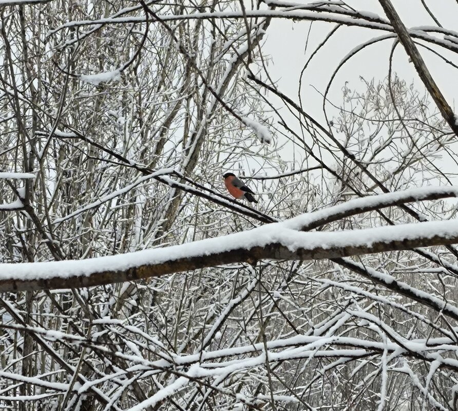 Снегирь - Anna Ivanova