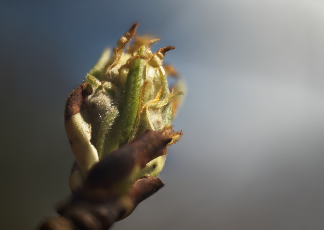 Волосатик - Валерий VRN