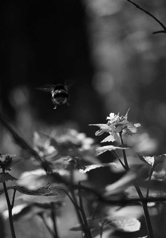 Улетел))) - Алефтина 