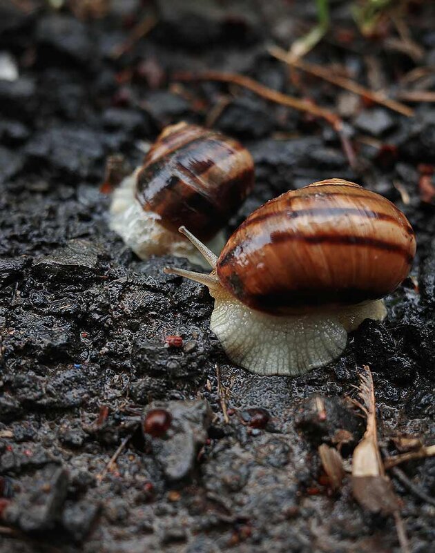 Улитки - Алефтина 