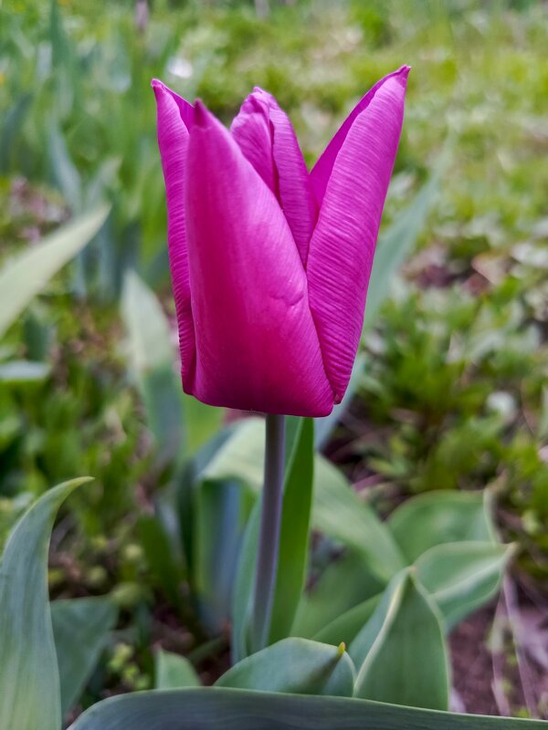 Тюльпанчик - Татьяна Пальчикова