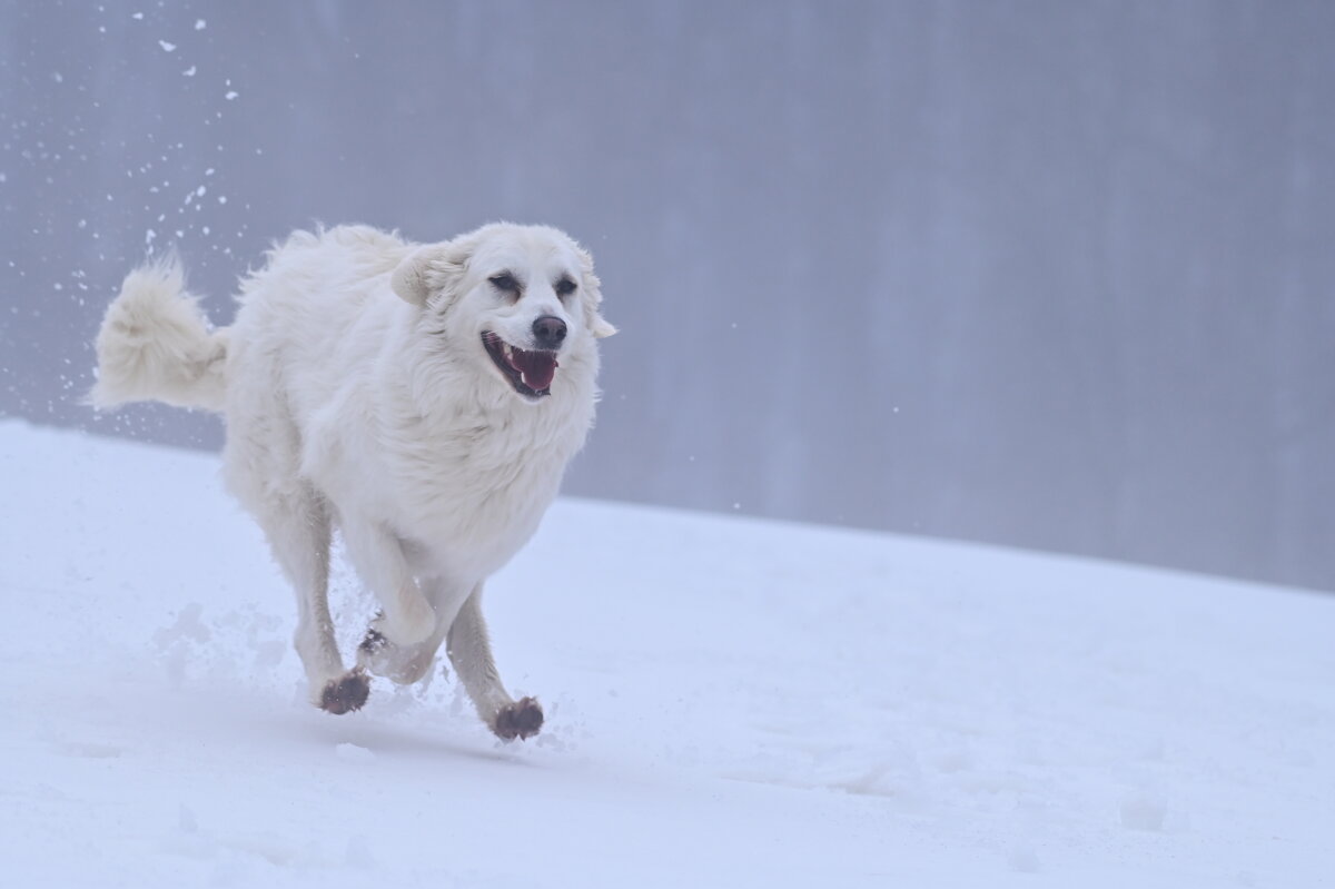 Счастливая Алита - Светлана Ивановна