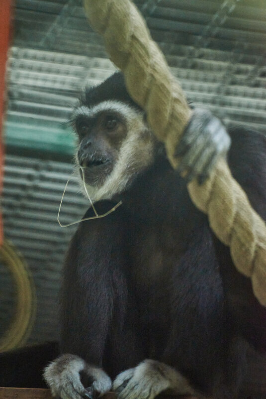 примат - Александр Леонов