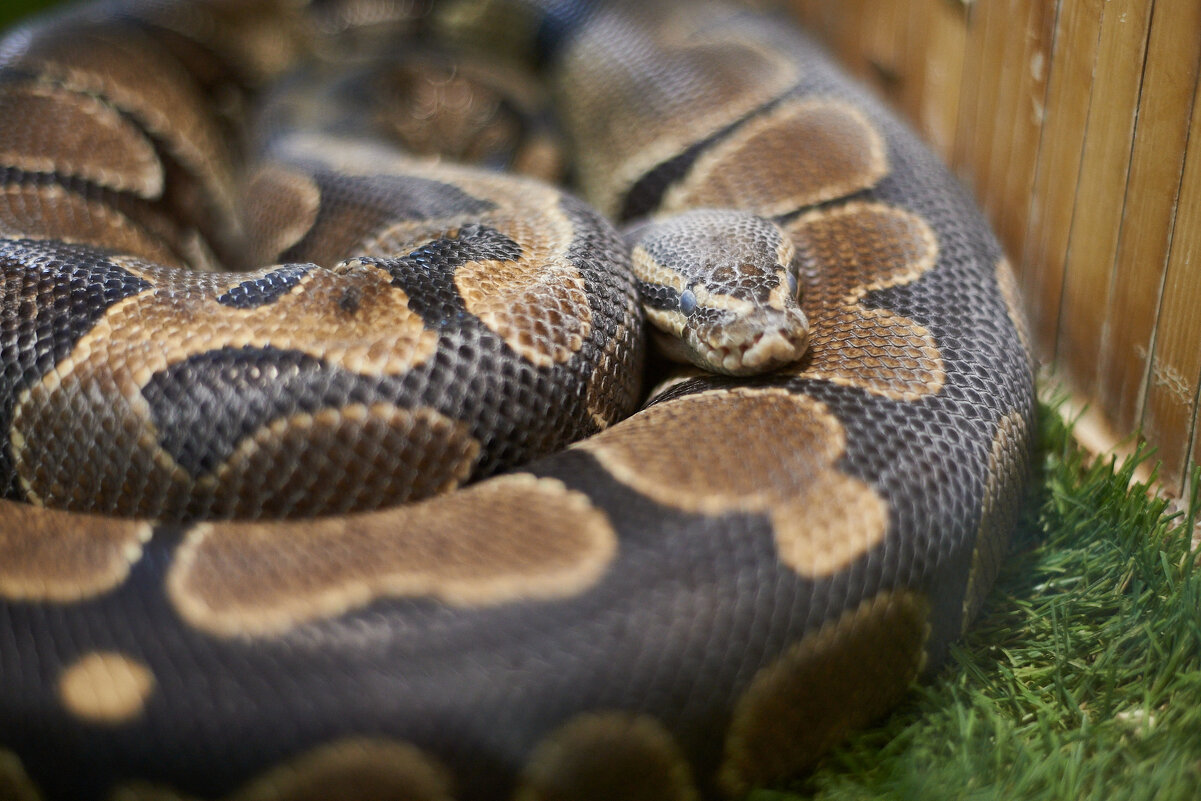 Королевский Питон - Александр Леонов