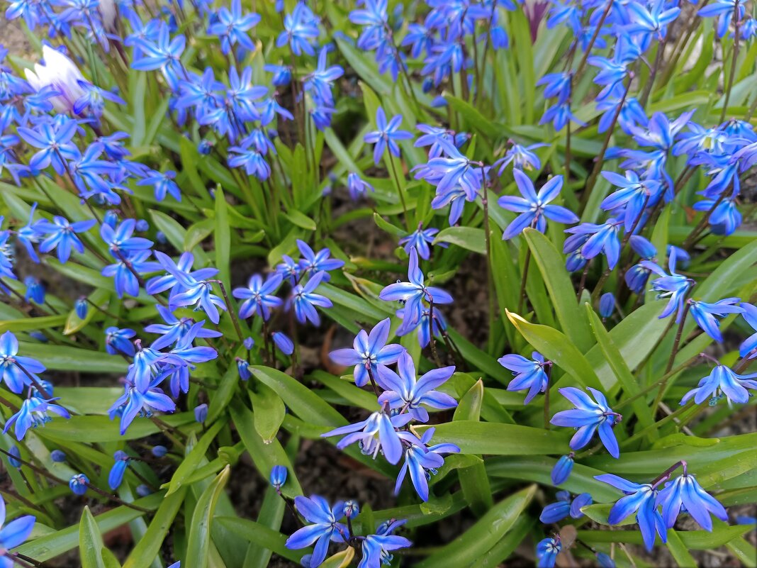 Голубые пролески - Мария Васильева