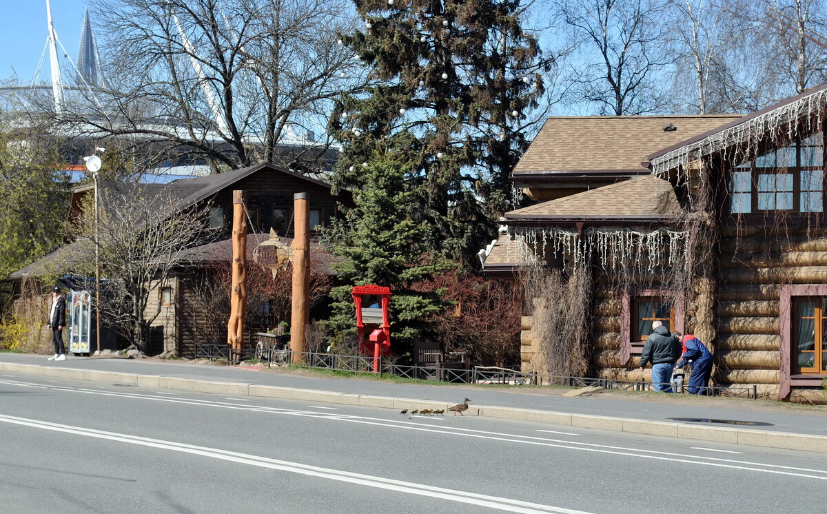 Выводок - AleksSPb Лесниченко
