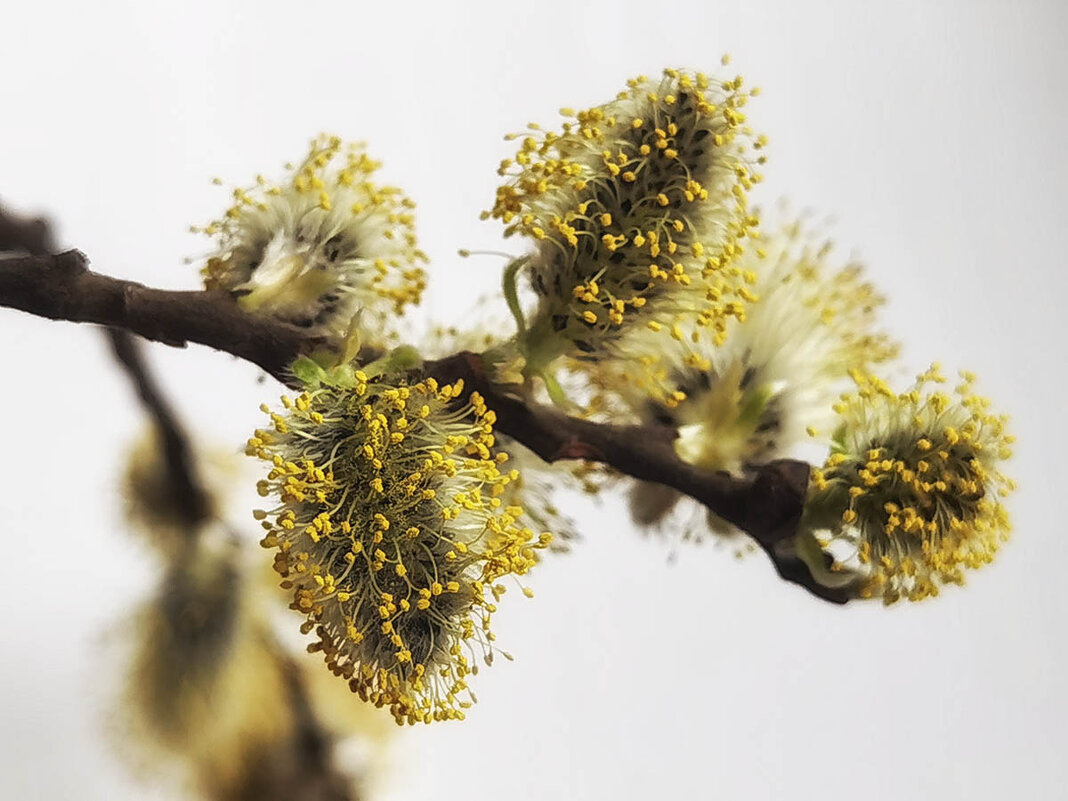 Весеннее настроение. - Лилия *