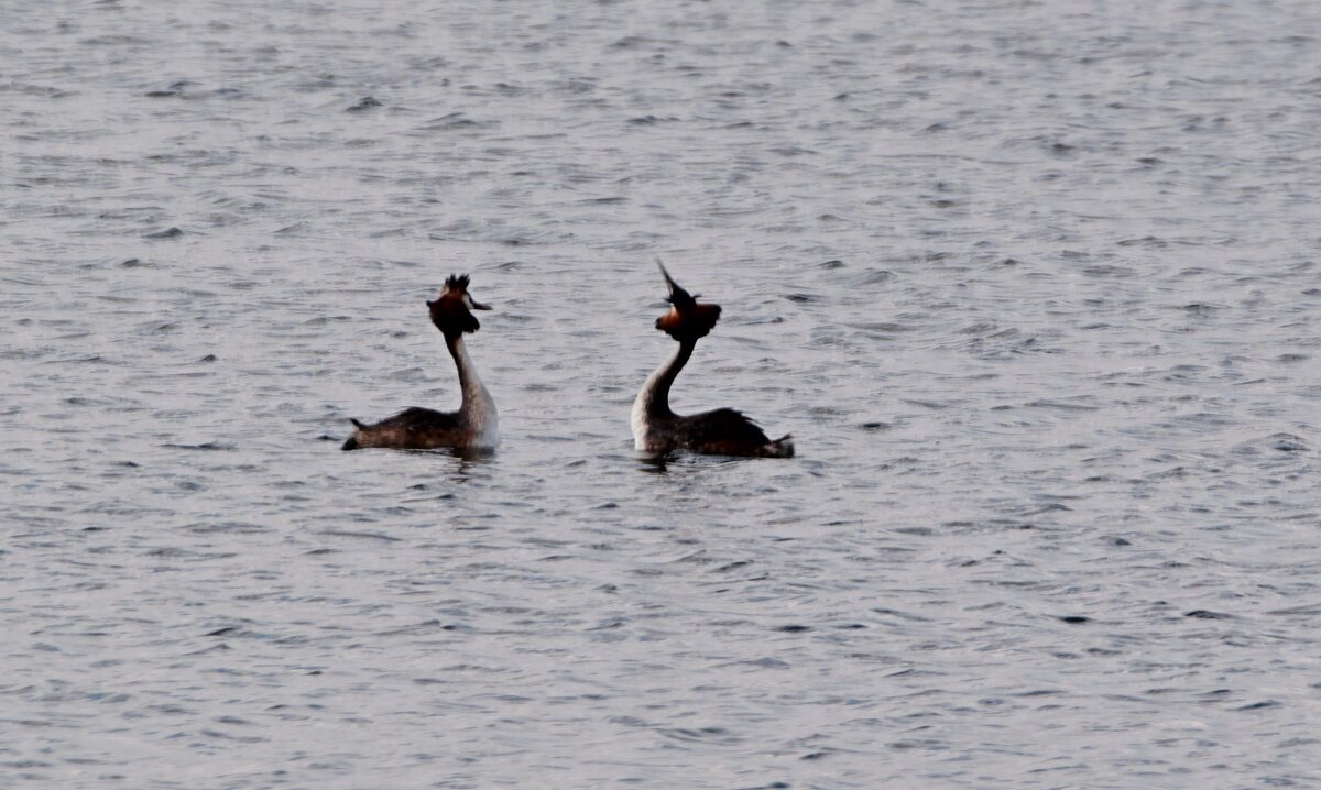 Весенний "танец" чомг. - Александр Герасенков