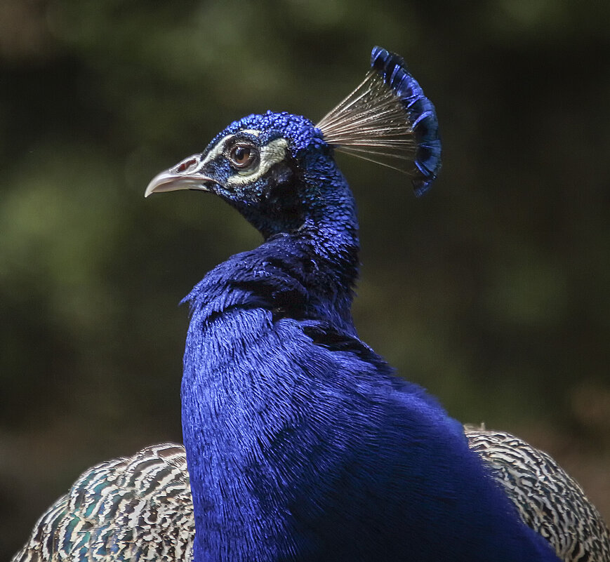 **** - Андроник Александр 