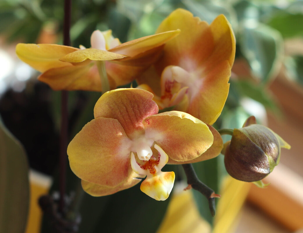 Орхидея Лас-Вегас - Irene Irene