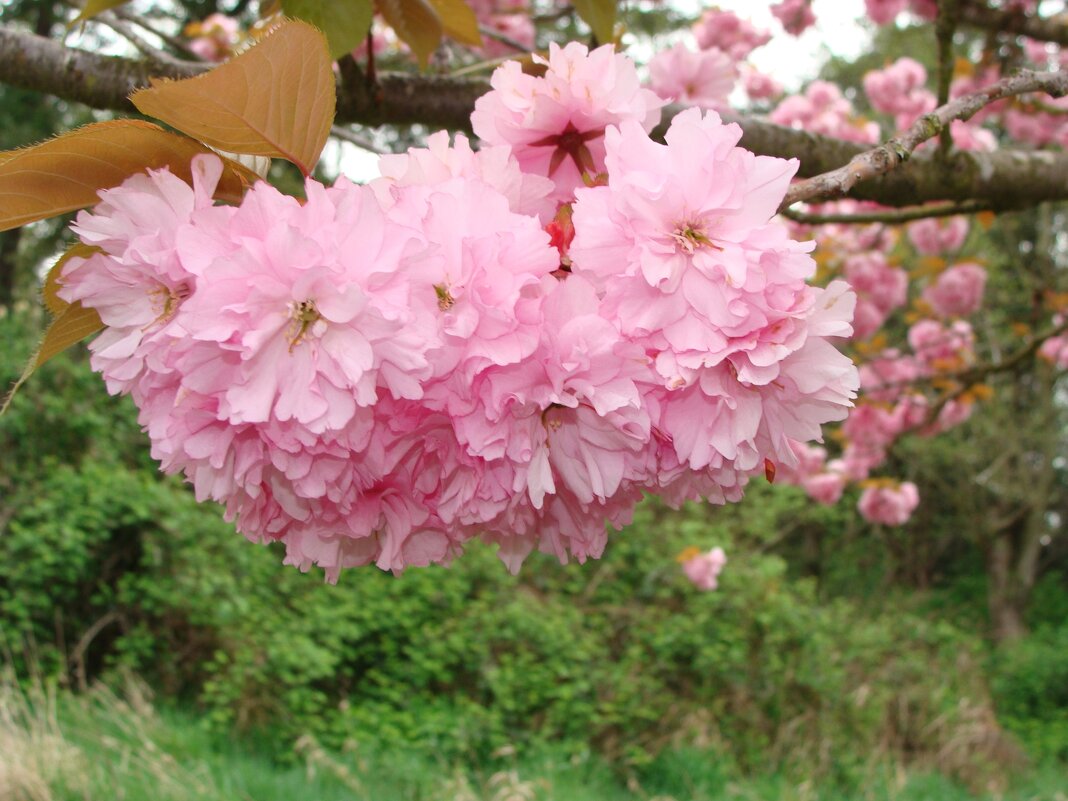 Цветение сакуры - Viktor Odysey