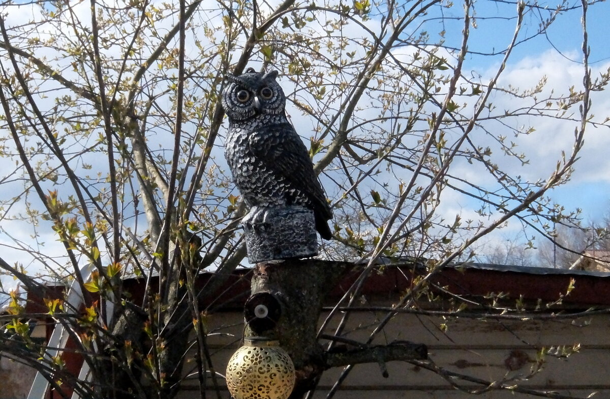 Птица филин – уф — уф и крючочком клюв, клюв. Ушки на макушке, берегись зверушки! - Люба 