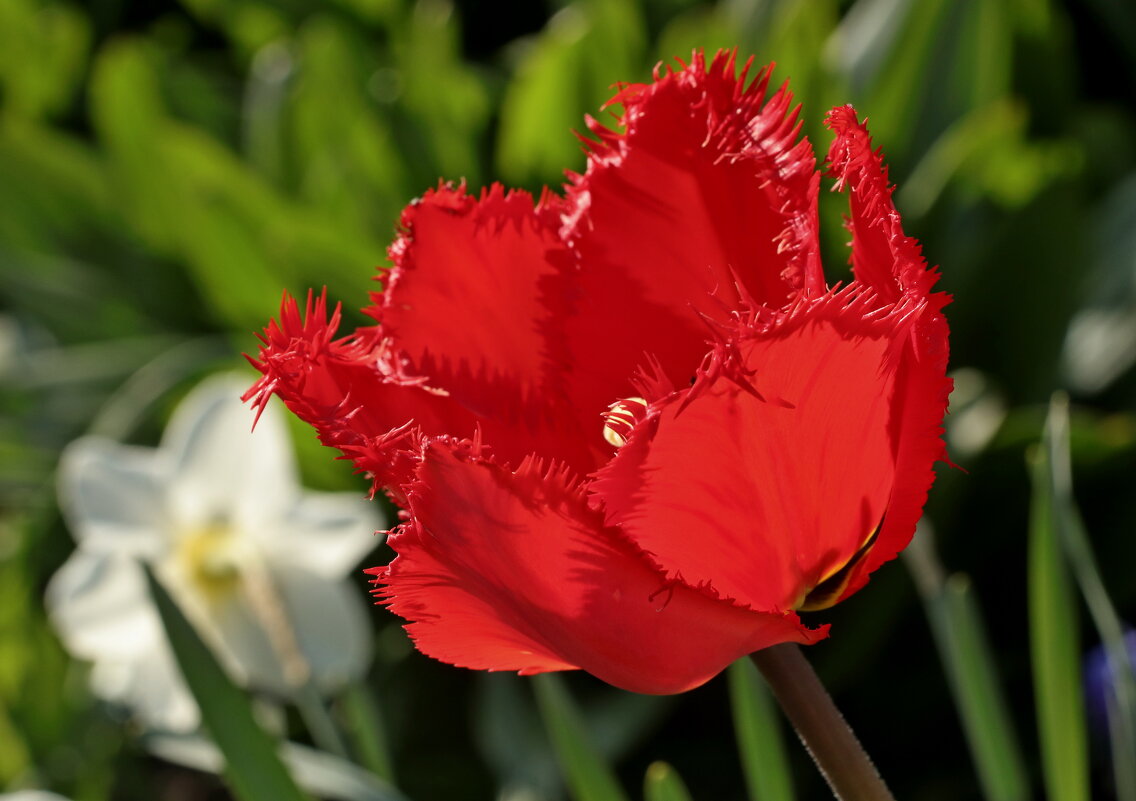 тюльпан - Игорь Kуленко