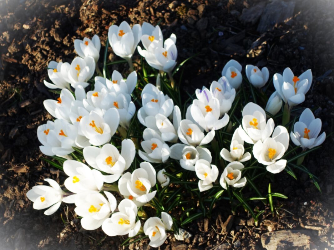 Белые крокусы-подарок весны.. - Aida10 
