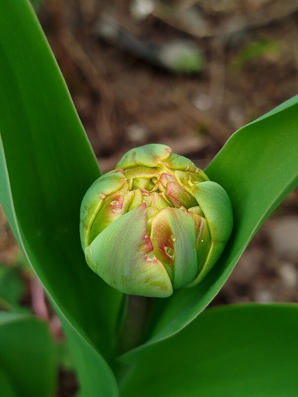 А вот и первый! - светлана льдокова