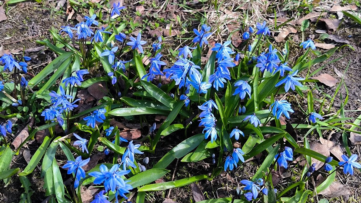 На солнечной полянке. - Ольга 