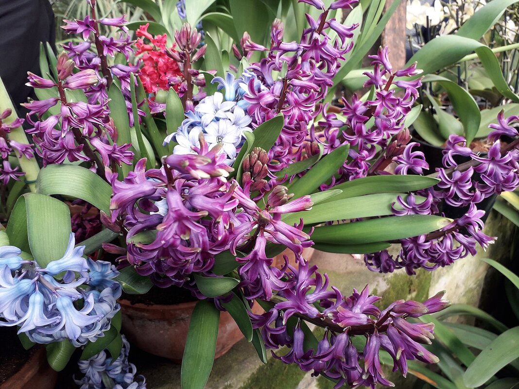 Гиацинты - Лидия Бусурина