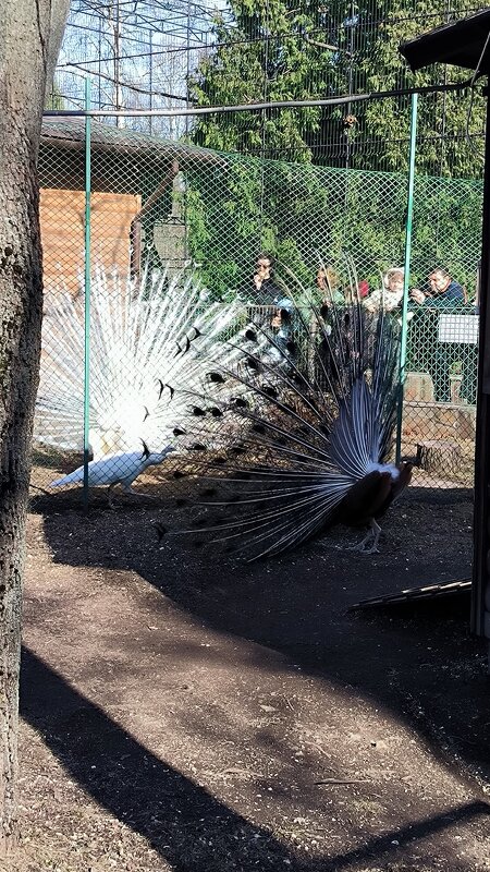 Соперники. - Ольга 