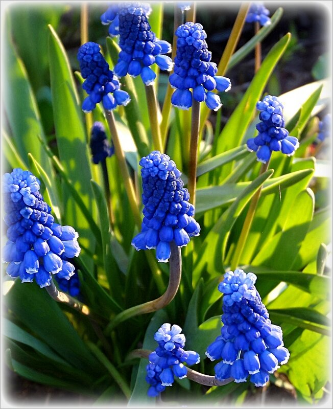 Мускари - Наталья ***