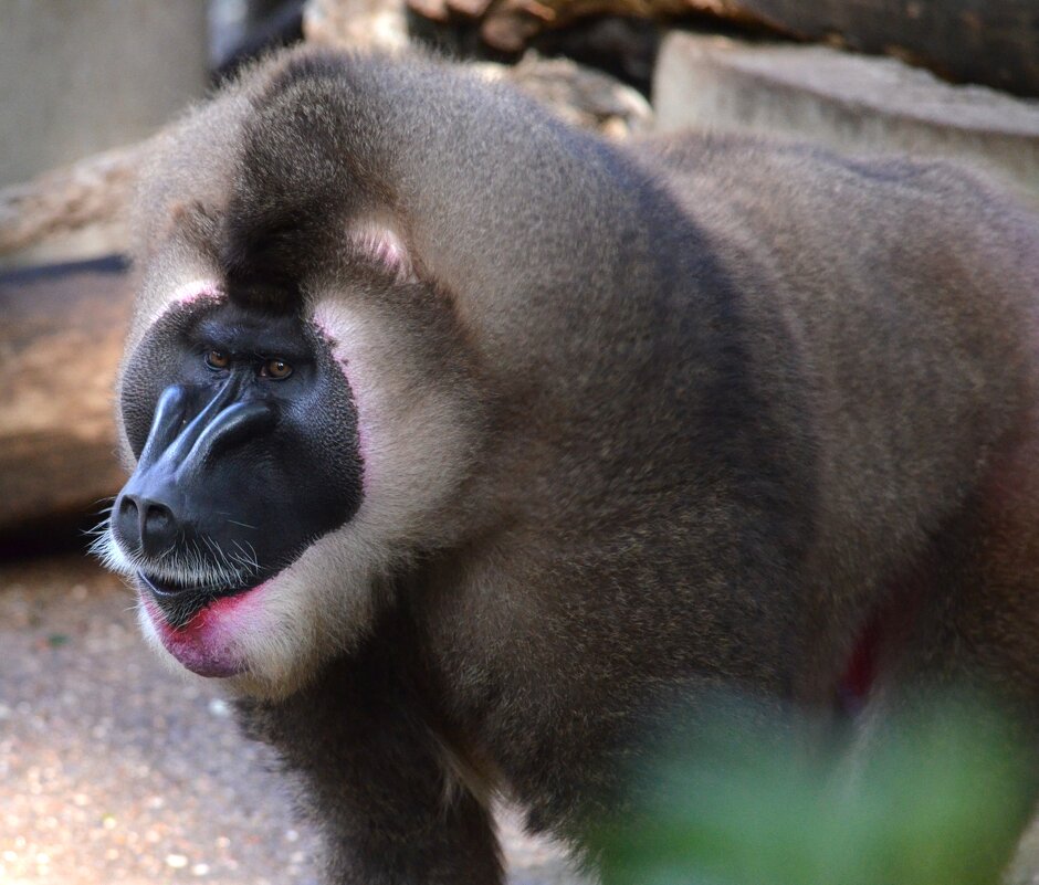зоопарк Барселоны - Таня Фиалка