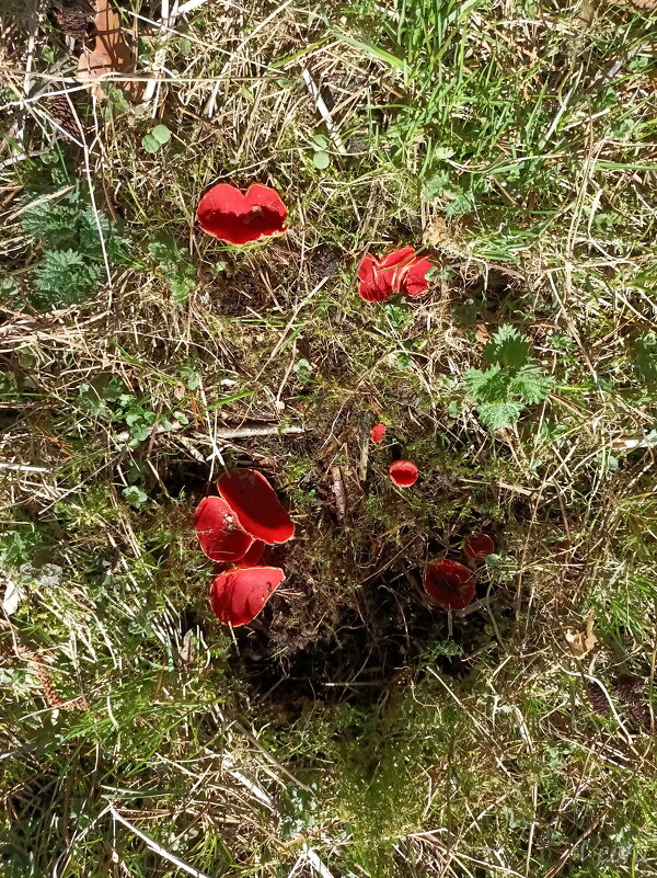 Первые грибочки - Veera V