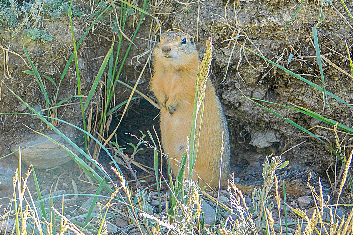 Я стою на страже - Владимир Кириченко