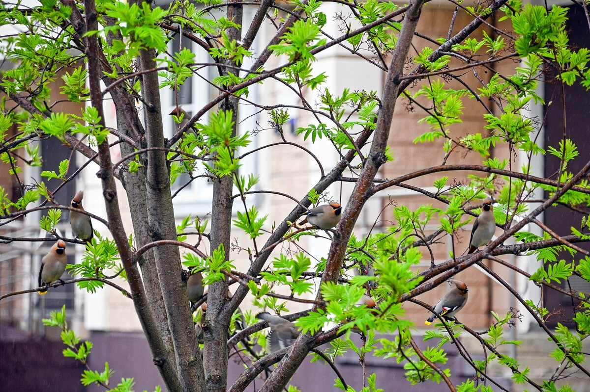 Прилетели свиристели - Валерий Иванович