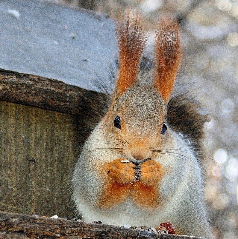 Ждет нас красавица - Галина Нестратова