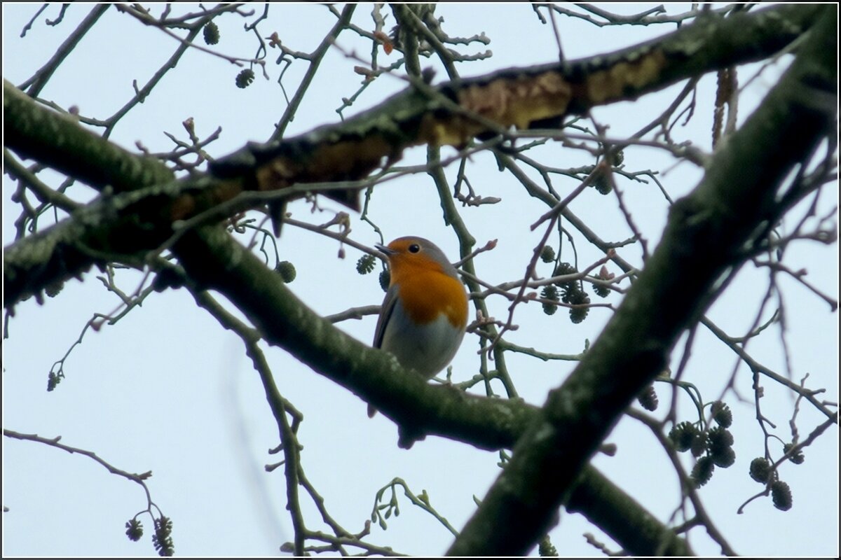 Зарянка - Сеня Белгородский