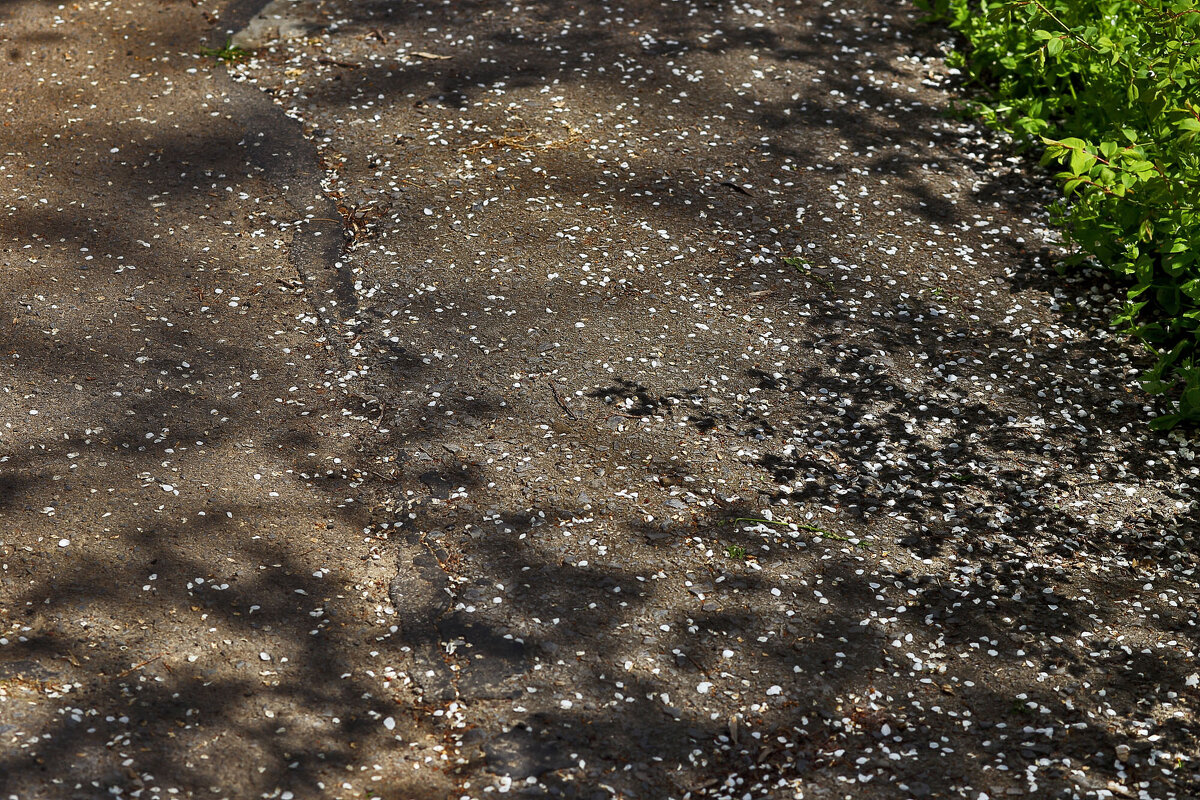 Лепестки - Юрий Гайворонскiий