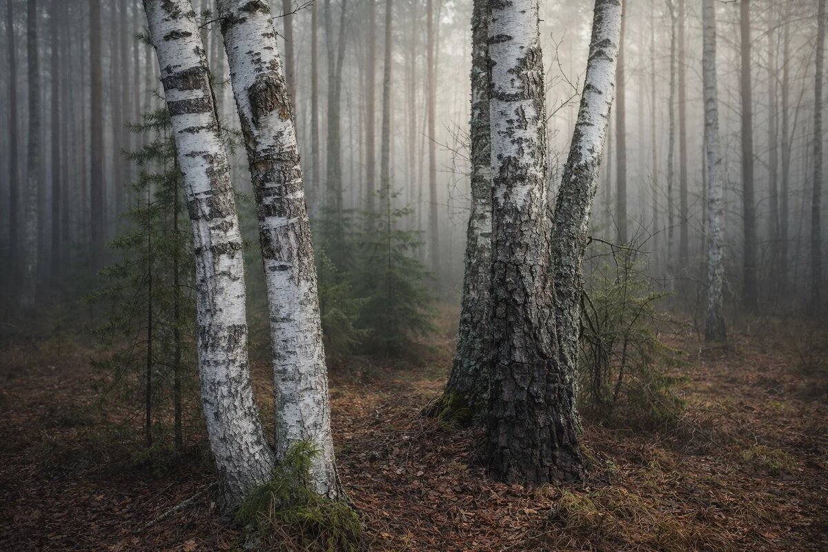 Весенний лес - Денис Бочкарёв