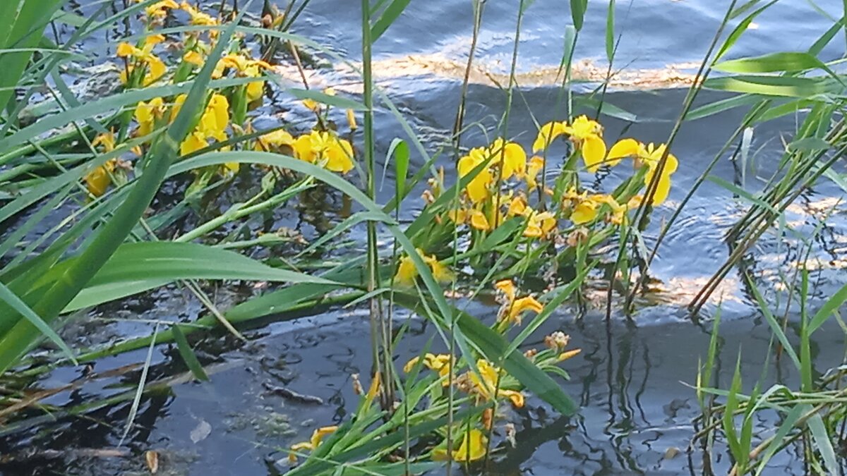 краски лета - Елена Шаламова