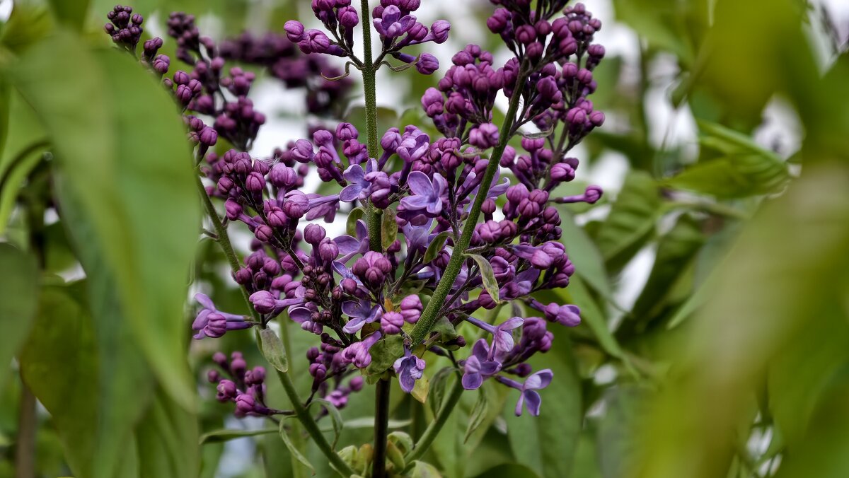 Зацветает сирень - Мариша Тим