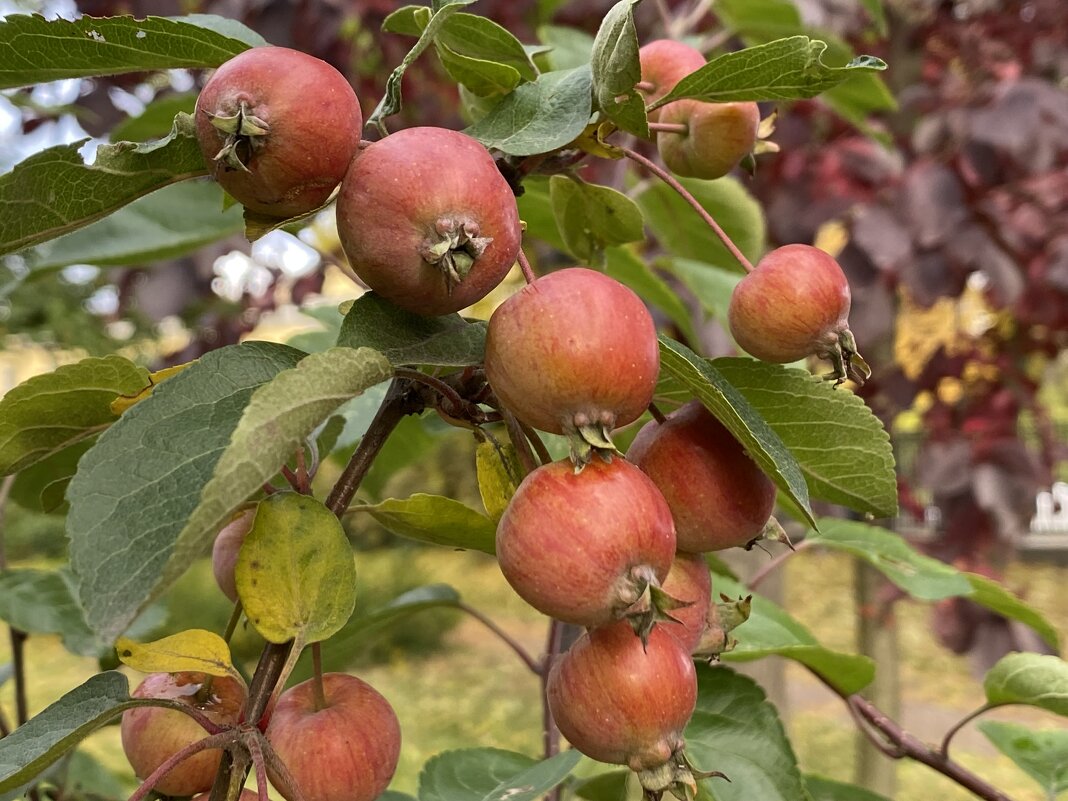 Яблоня в октябре. - Татьяна 