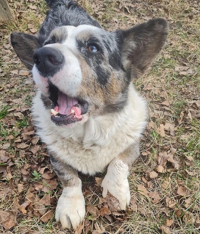 Чак - Ольга Довженко