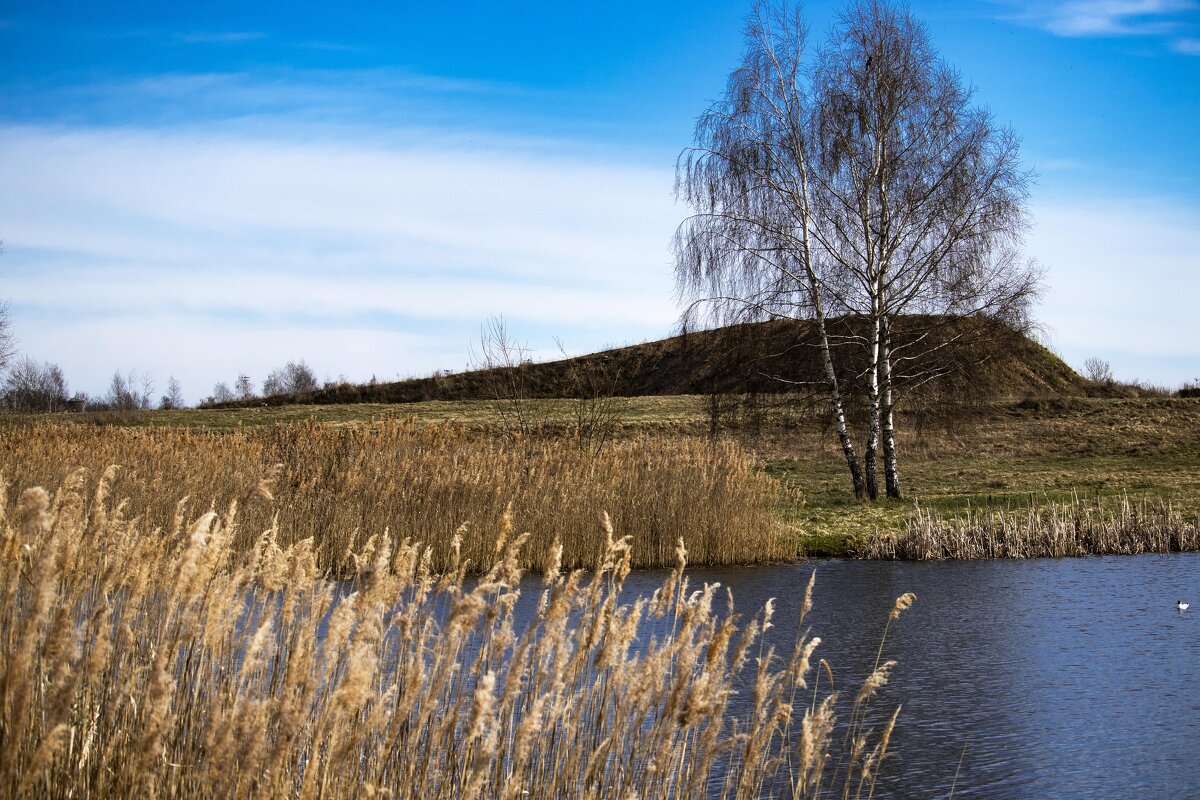 Одинокие  березы. - Николай 
