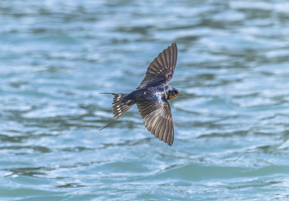 ласточка деревенская. - юрий макаров
