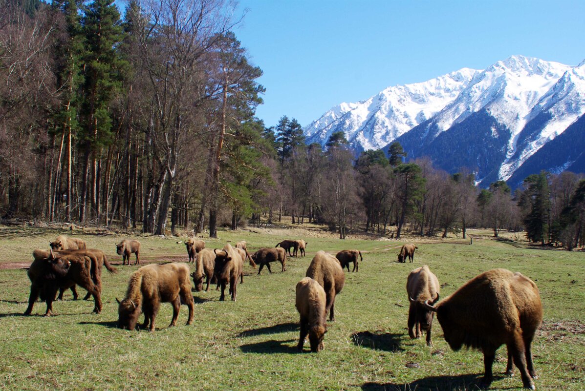 Долина ... - Андрей Любимов