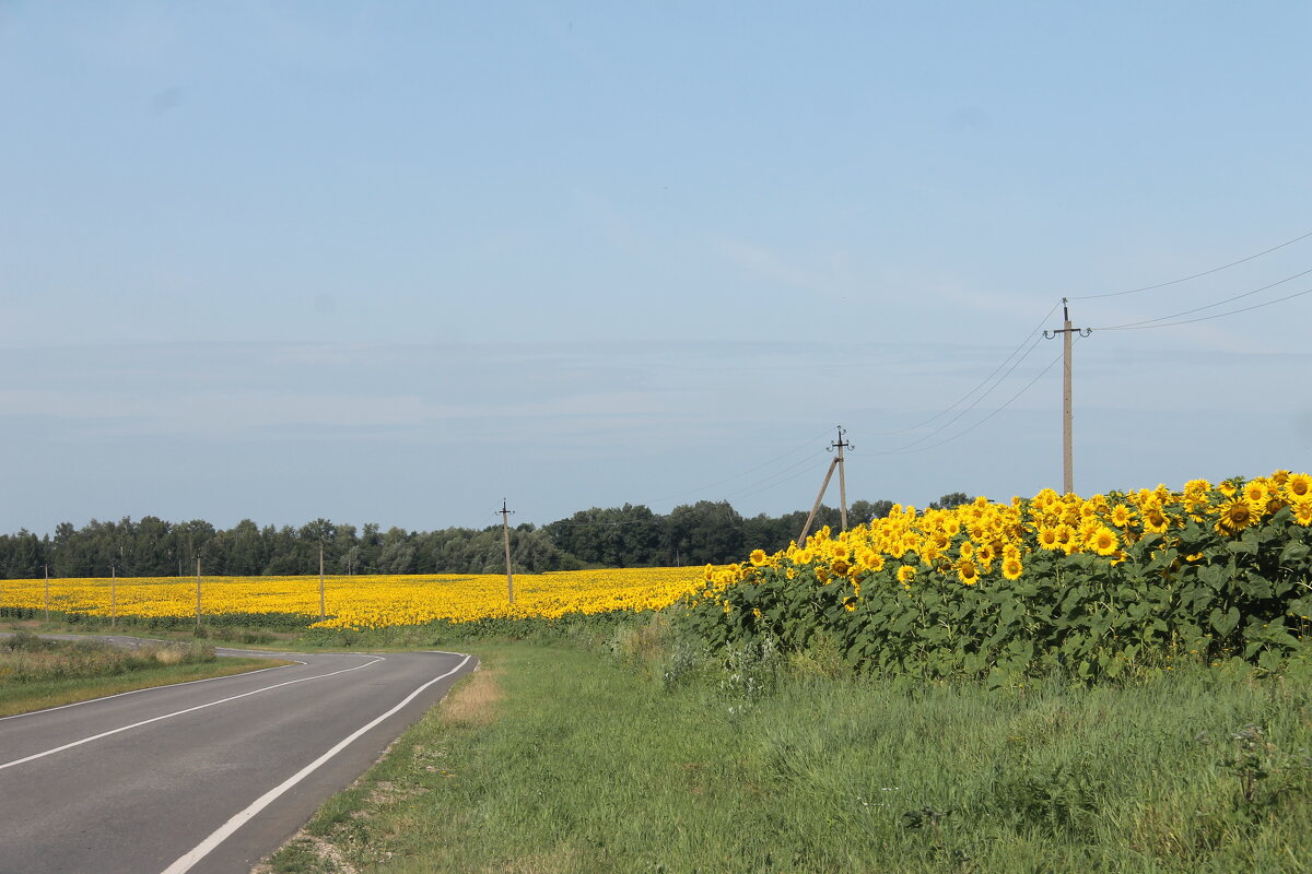 ПОЛЕ ПОДСОЛНУХОВ У ДОРОГИ - Валентина 