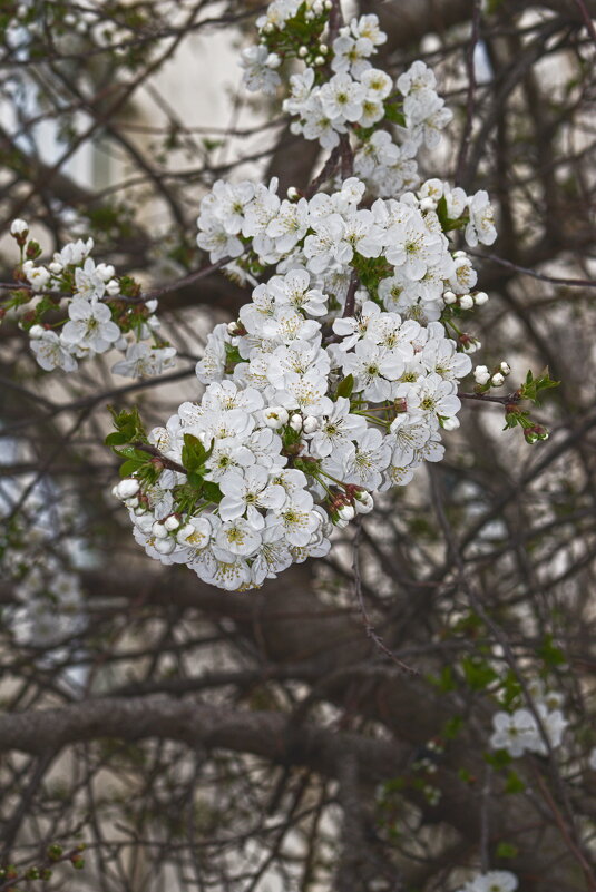 Вишня - Giant Tao /