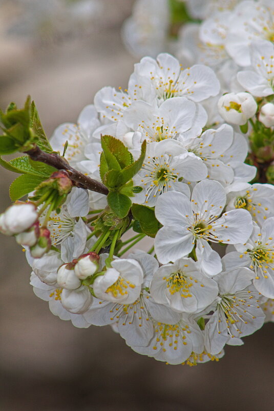 Вишня - Giant Tao /