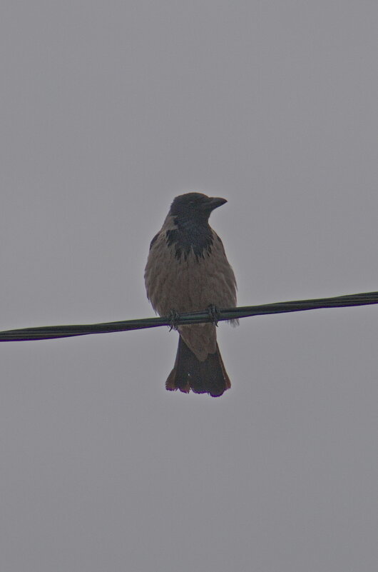 Серая ворона - Giant Tao /