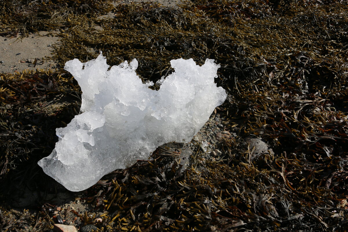 Льдинка, льдинка, скоро май... - Ольга 