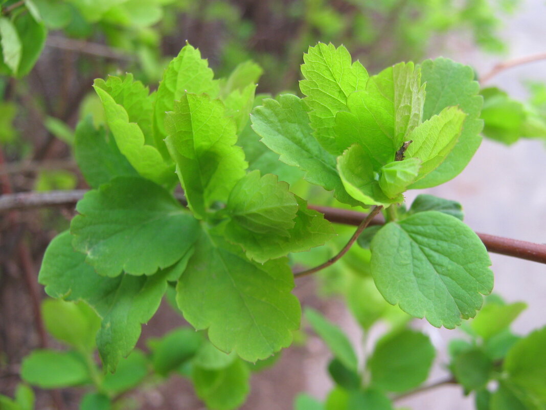 Весеннее - Елена Семигина