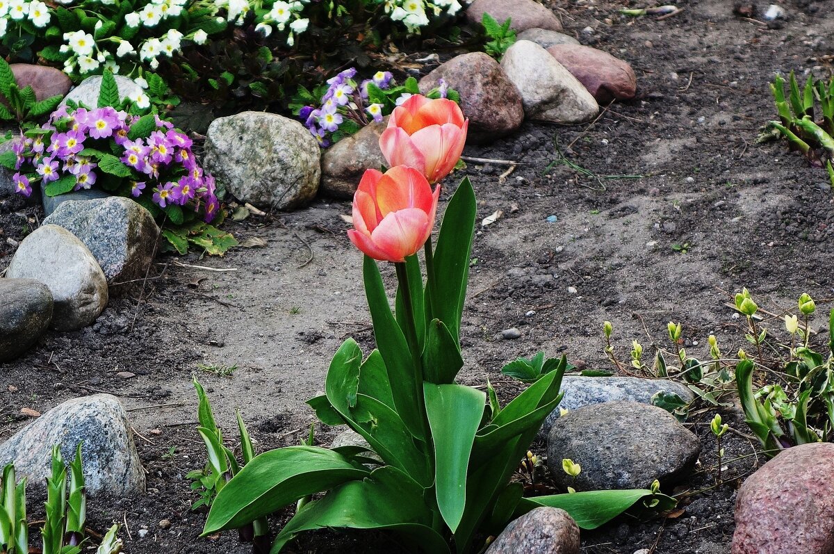 Первые тюльпаны - Рита Симонова